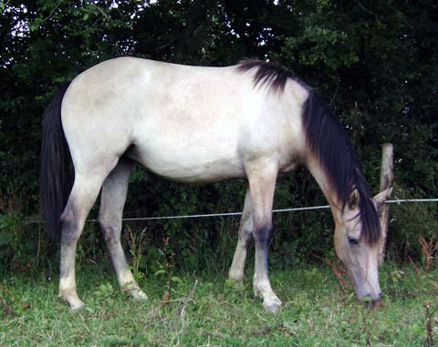 ARABE BARBE (POULICHE)
